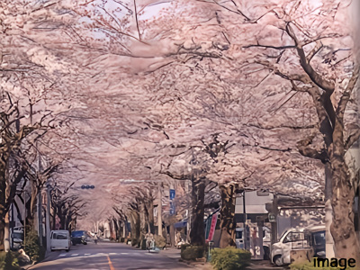 柳原の桜並木|千住ザ・タワー
