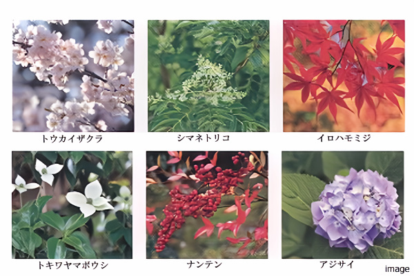 植栽イメージ|千住ザ・タワー